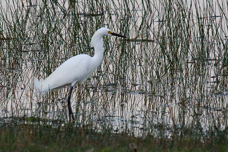 Egret in the Reeds