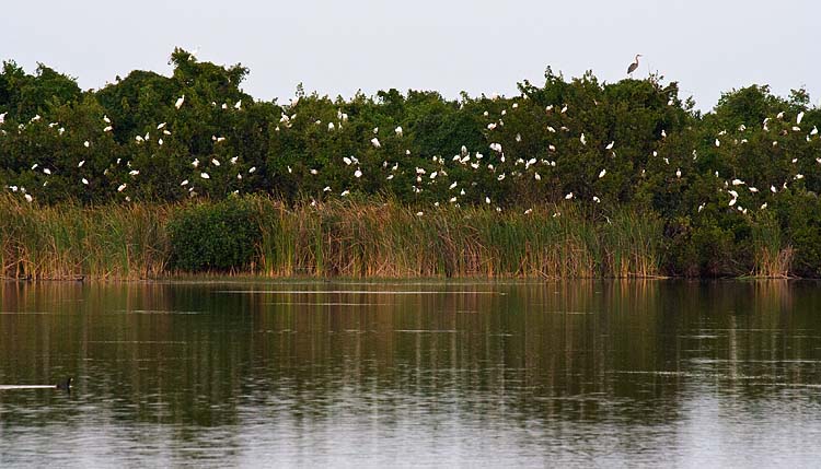 Egrets in the Mangroves