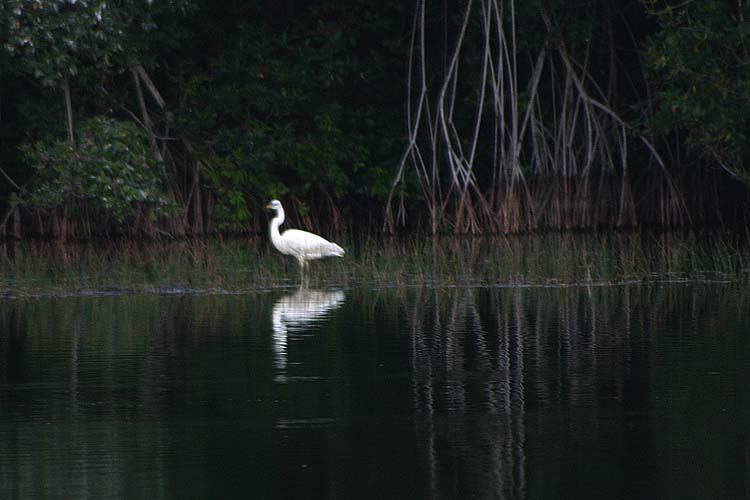 Egret with Mangrove