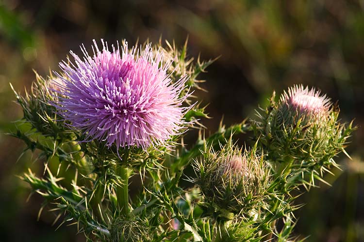 Purple Thistles