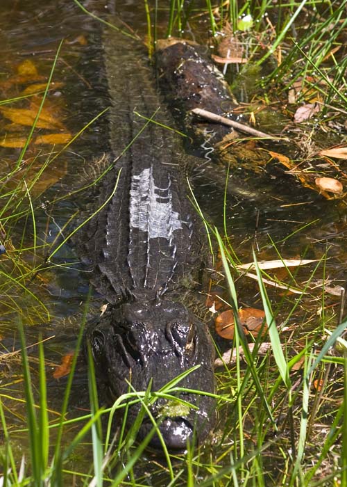 Medium Size Alligator