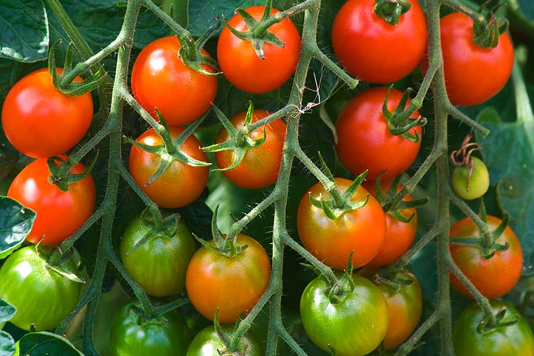 Cherry Tomatoes