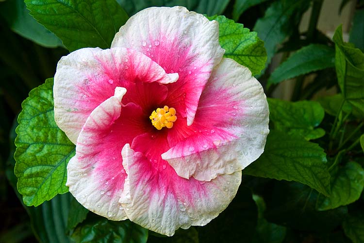 Favourite Pink
