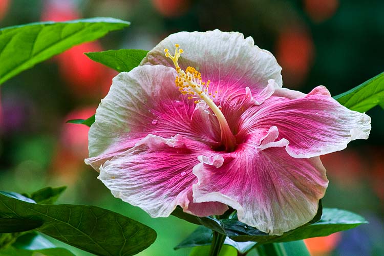 Pink Hibiscus