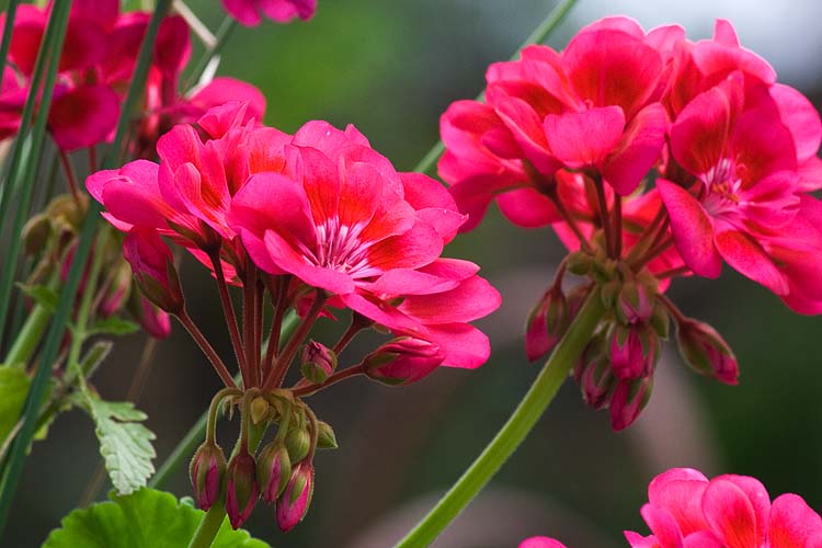 Geraniums