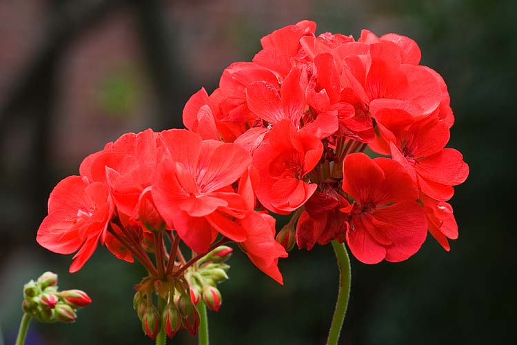 Red Geraniums