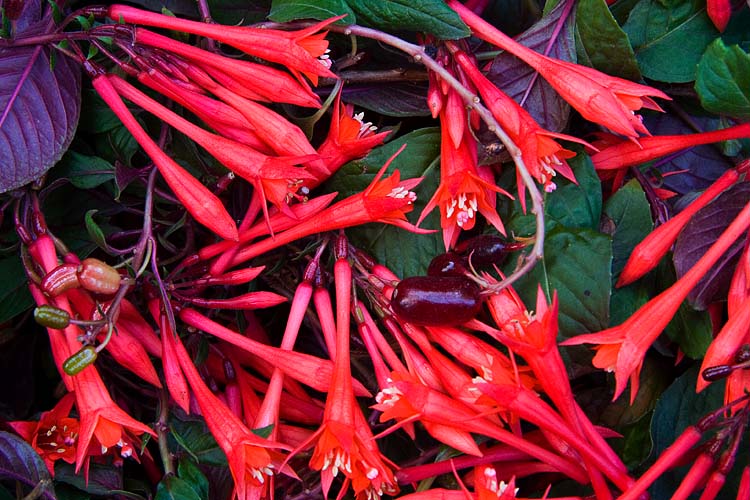 Compost Pile