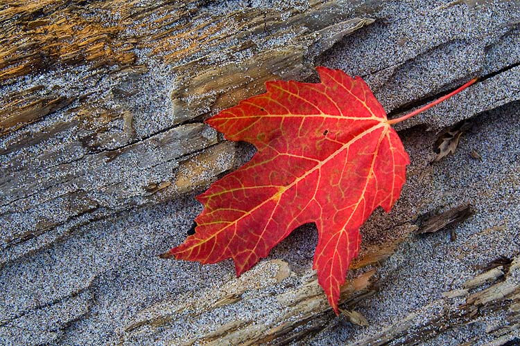 First Red Leaf