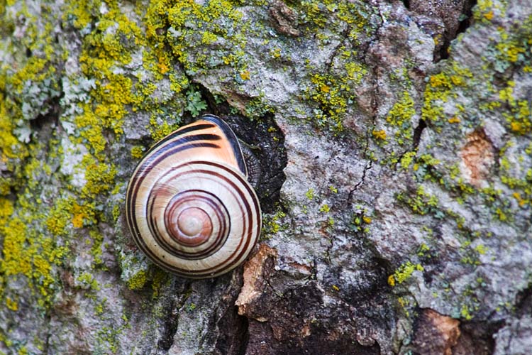 Tree Snail