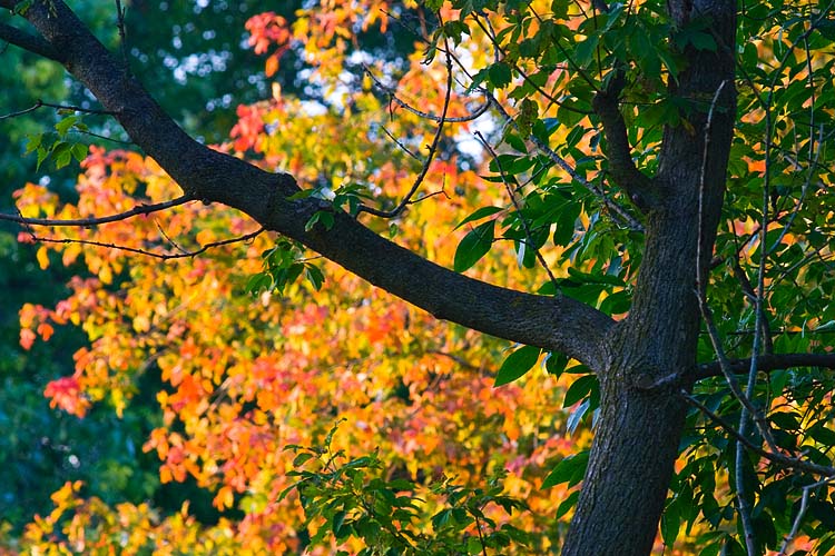 Signs of Colours to Come