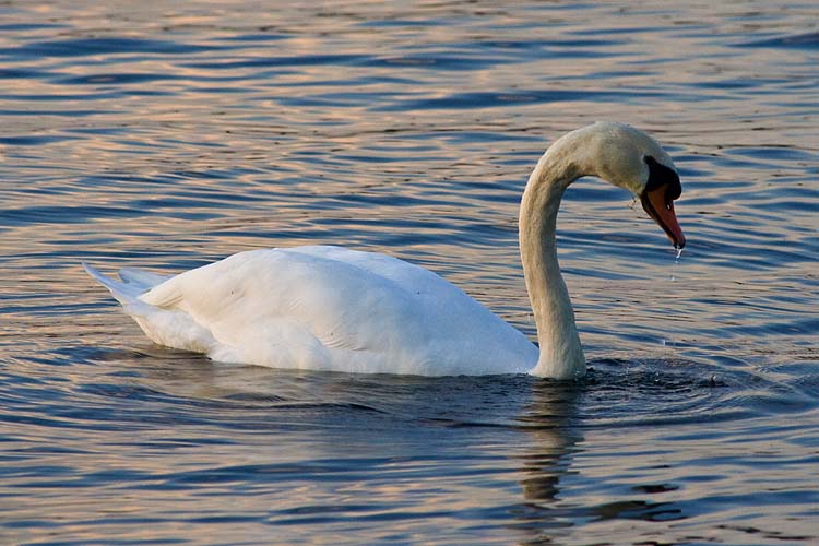 Swan