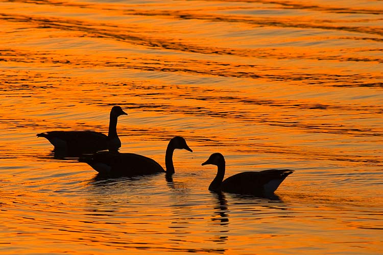 Geese on Golden Ripples