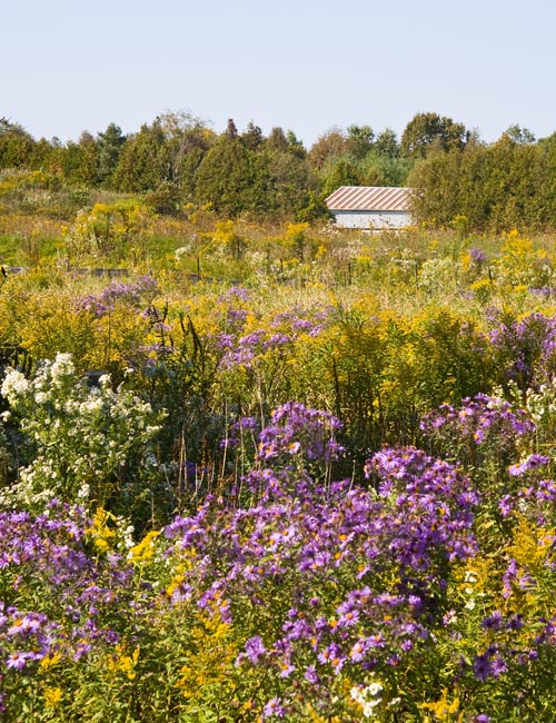 Autumn Wildflowers