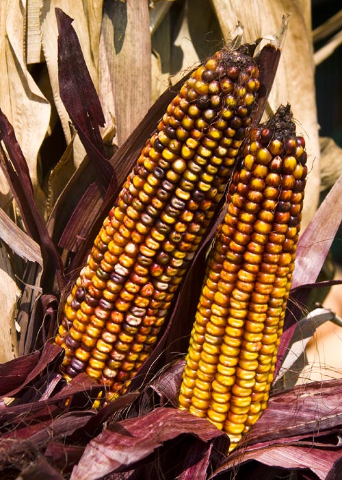 Indian Corn