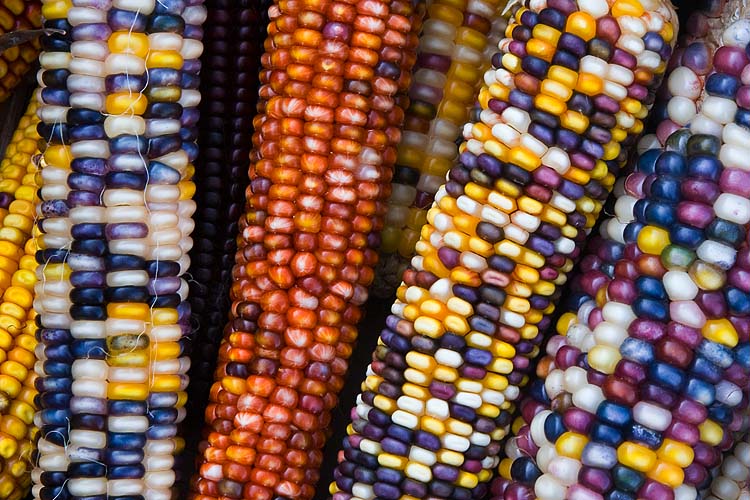 Multi-Coloured Corn