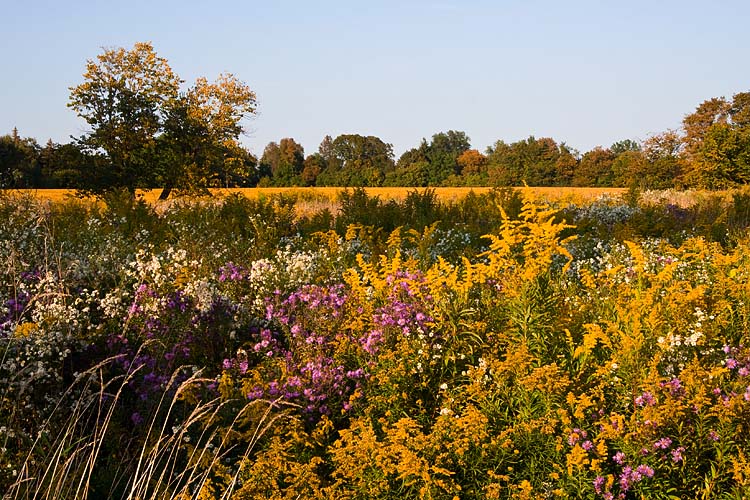 Goldenrod