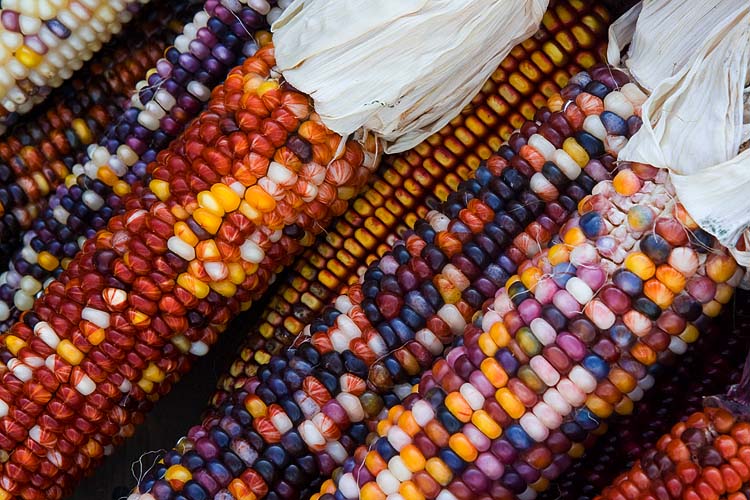 More Multi-Coloured Kernels