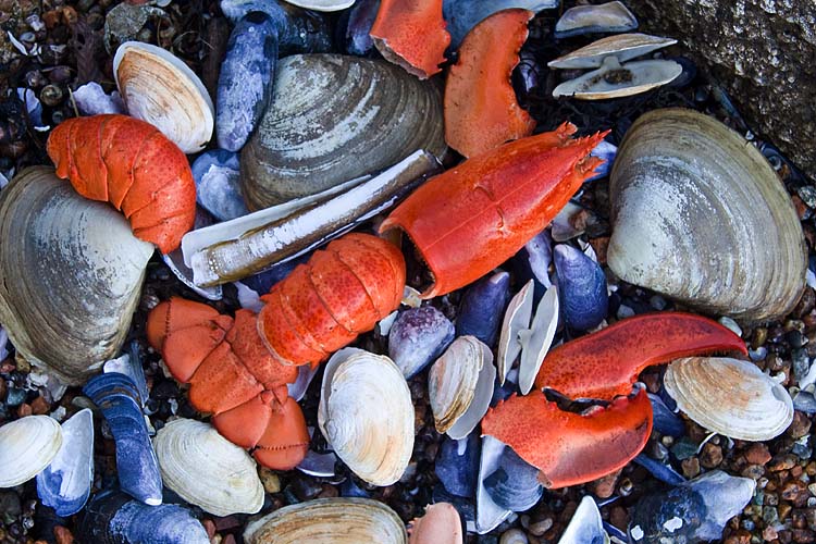 Lobster Puzzle