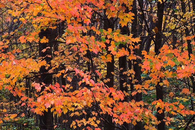 Red Maples