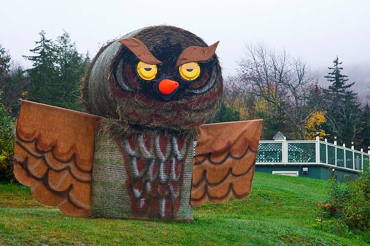Hay Owl