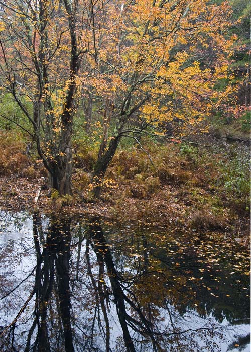 Golden Reflection