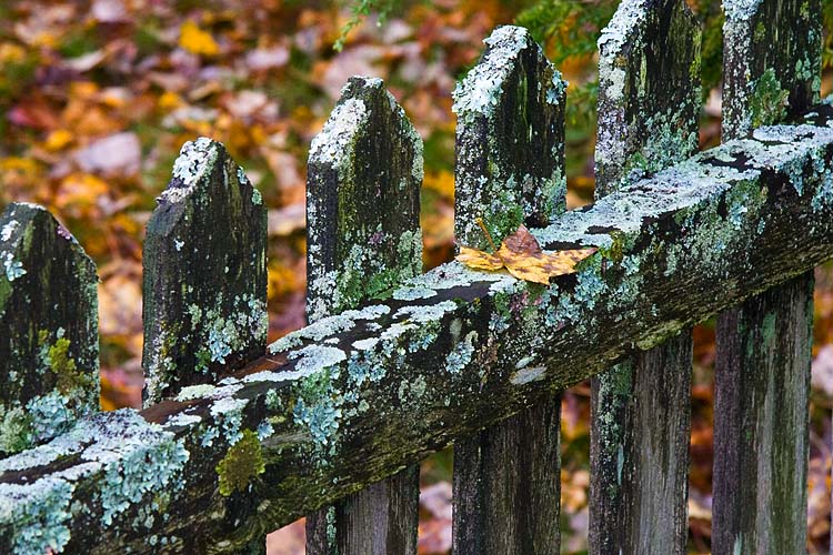 Leaves & Lichens
