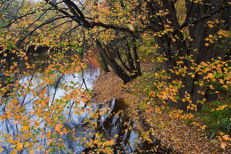 Golden Reflection 2