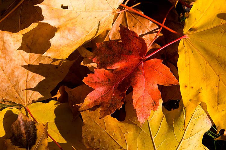 Red Leaf
