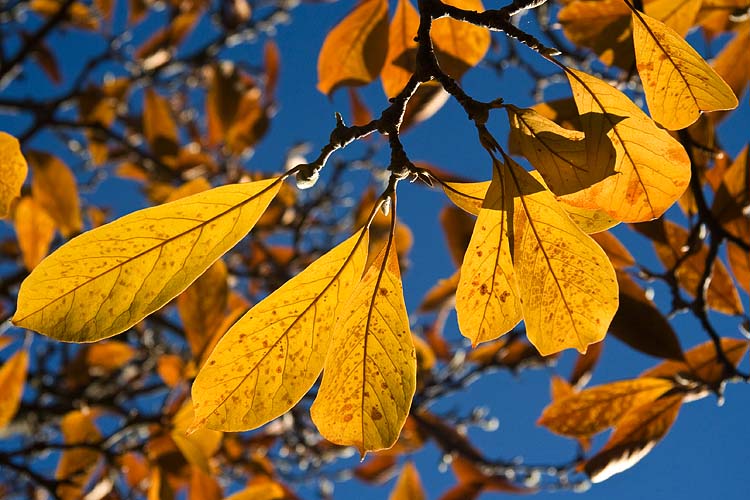 Golden Magnolia
