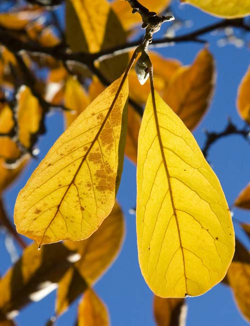 Golden Leaves