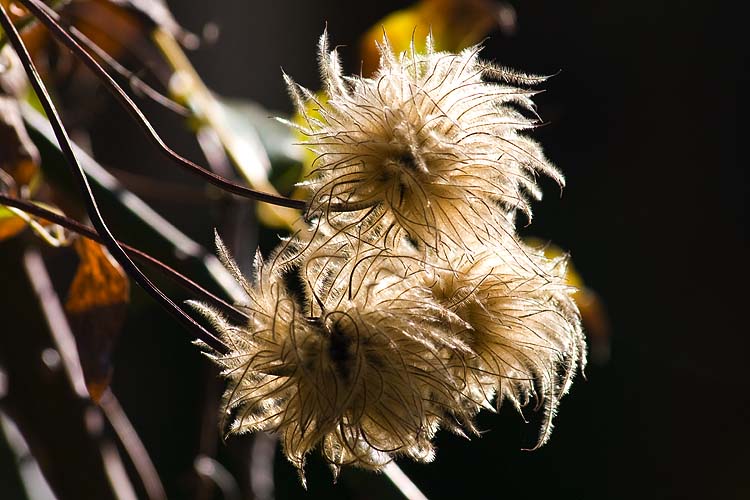 Old Man's Beard