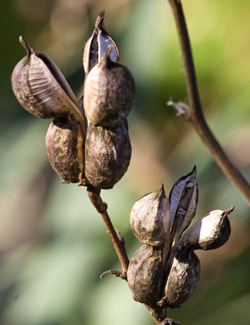 More Yucca Seed Pods
