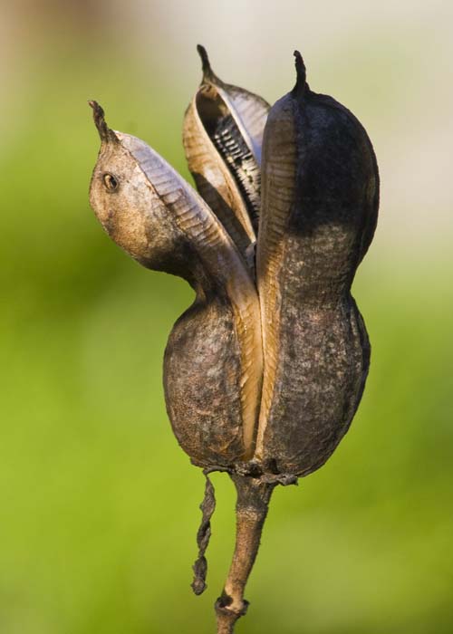 Single Pod