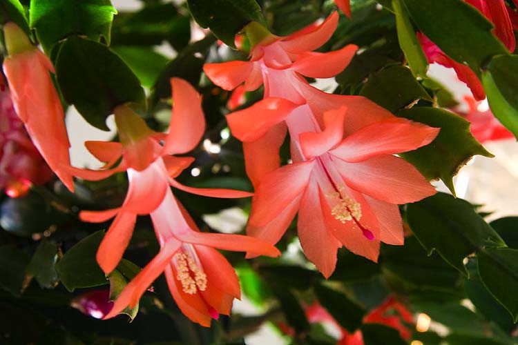 Christmas Cactus