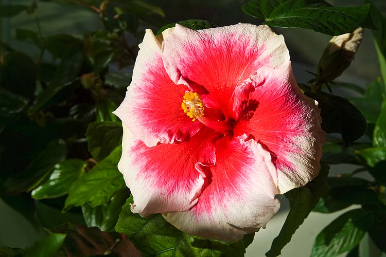 Sunny Hibiscus