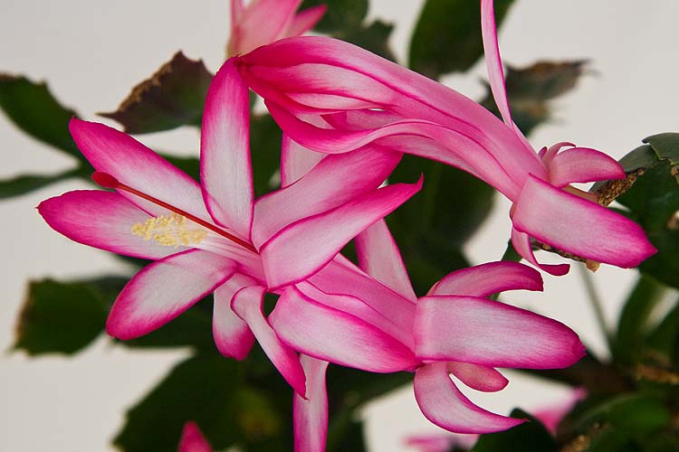 Pink Cactus