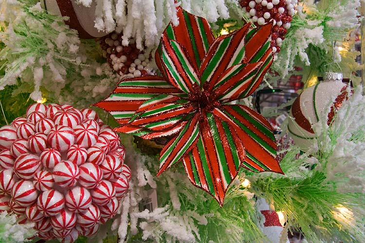 Candy Poinsettia