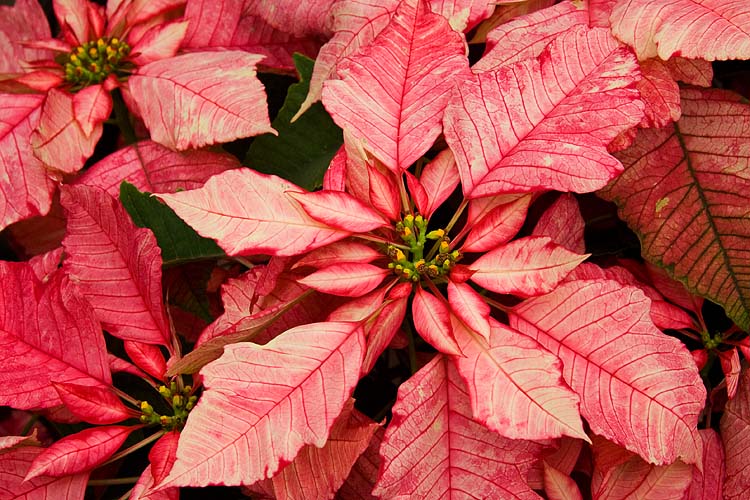 Poinsettia