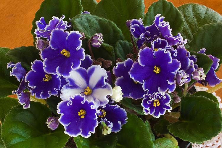 African Violets