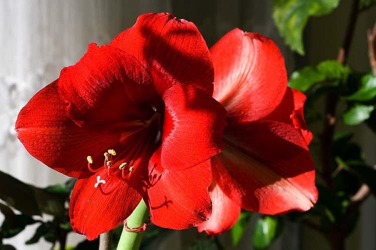 First Amaryllis of the Year