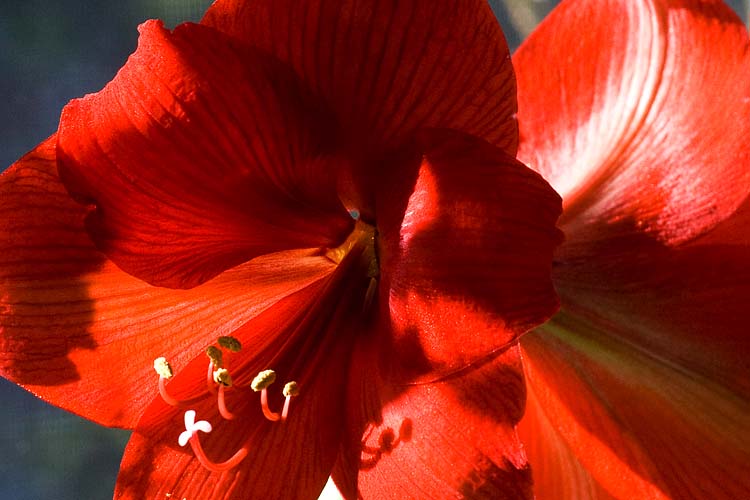Amaryllis