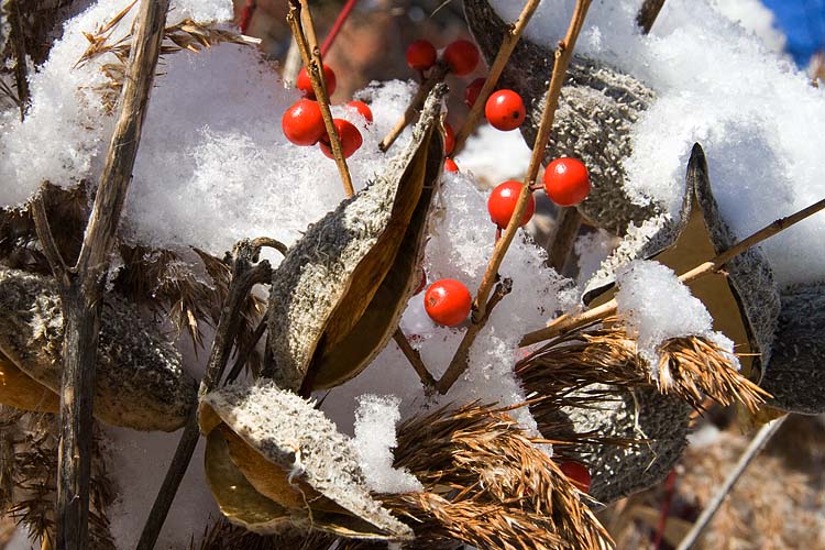 Pods & Berries
