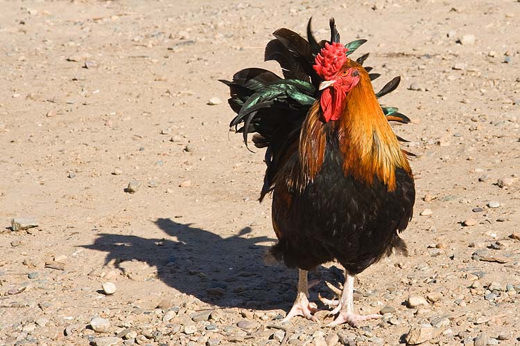 Strutting Rooster