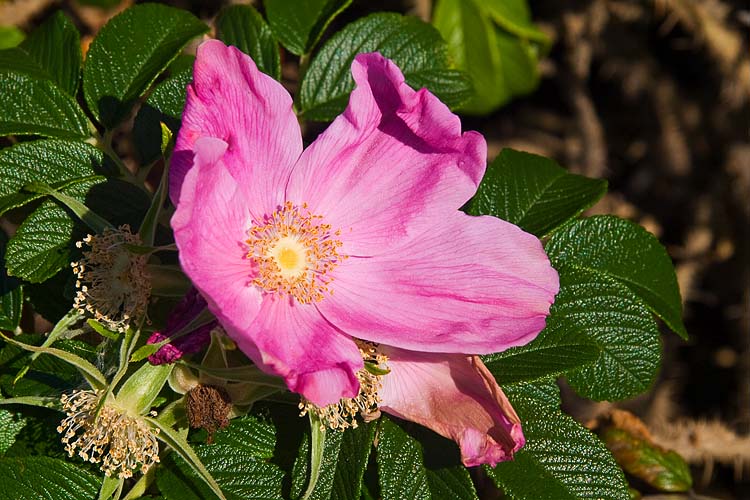 Late-Blooming Wild Rose