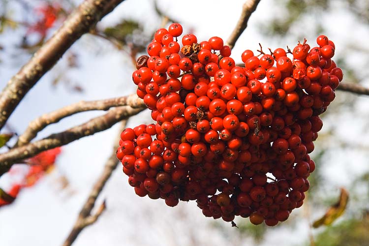 A Closer Look at the Red Berries