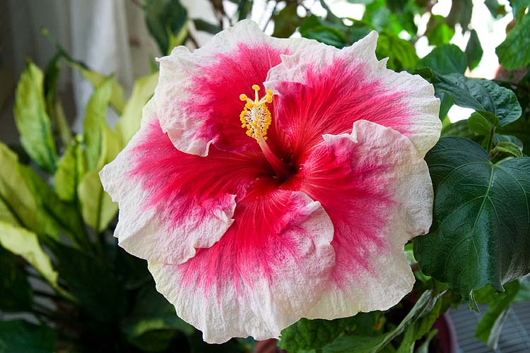 Favourite Hibiscus