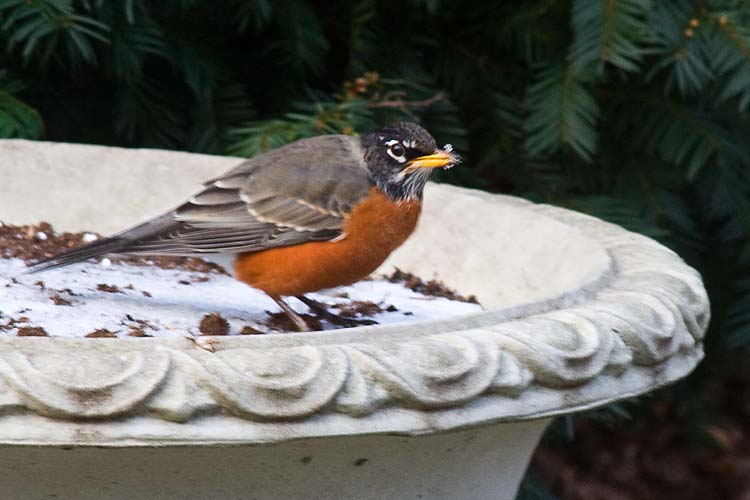 First Robin!