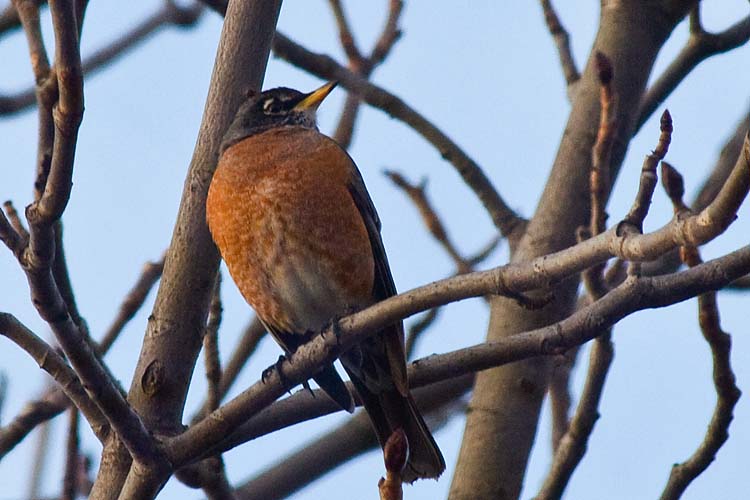 Another Robin
