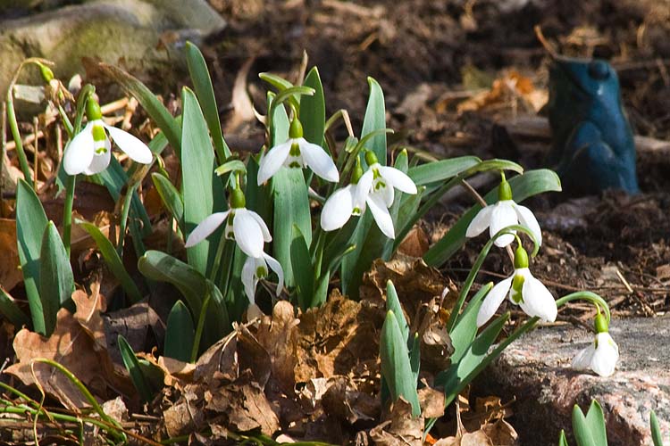 Snow Drops