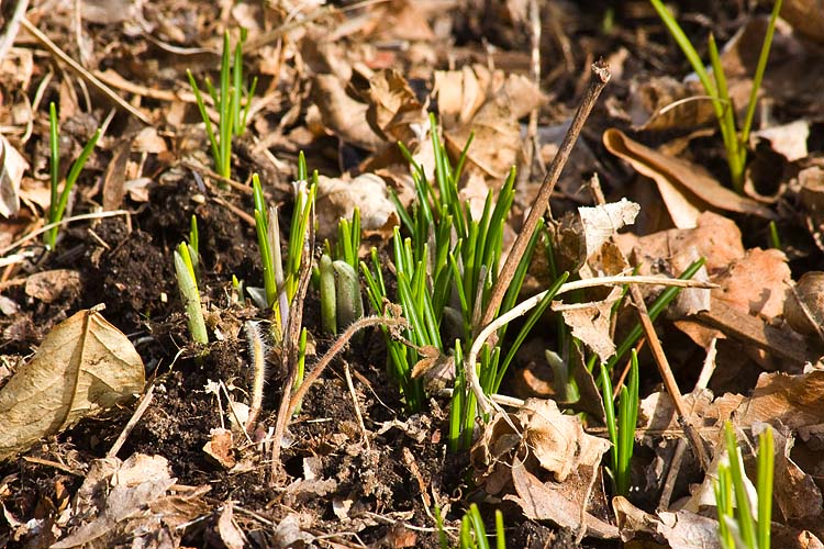 Crocuses Emerging